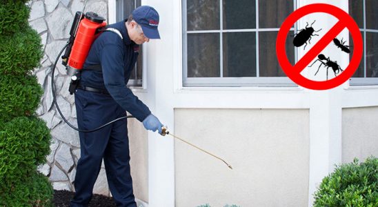 Eskipazar Pire İlaçlama böcek ilaçlama ve haşere kontrolü — ilaclama-tr.com